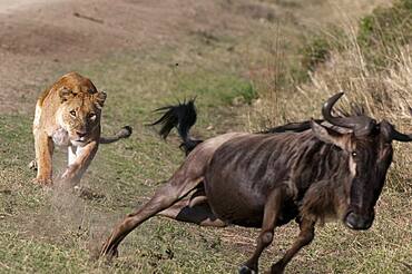 Lion (Panthera leo) lioness pursuing a Blue wildebeest (Connochaetes taurinus), Masai Mara, Kenya.