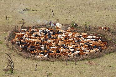 Masai Man watching cattle, Masai Mara, Kenya.