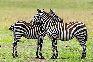 Common Zebra (Equus quagga), Masai Mara, Kenya