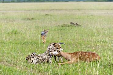 Cheetah (Acynonix jubatus) with Impala kill, Masai Mara, Kenya