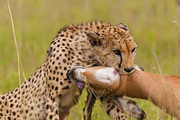 Cheetah (Acynonix jubatus) with Impala kill, Masai Mara, Kenya