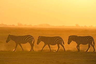 Common zebras (Equus quagga), Amboseli National Park, Kenya.