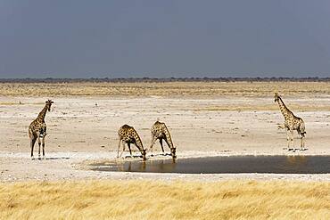 Giraffe (Giraffa camelopardalis), Etosha National Park, Namibia.