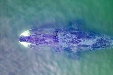 Aerial view of a Bowhead whale, (Balaena mysticetus), also known as Greenland right whales, can weigh from 75 to 100 tonnes, swimming in the shallow waters in Vrangel Bay of the Sea of Okhotsk, eastern Russia.