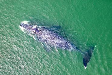 Aerial view of a Bowhead whale, (Balaena mysticetus), also known as Greenland right whales, can weigh from 75 to 100 tonnes, swimming in the shallow waters in Vrangel Bay of the Sea of Okhotsk, eastern Russia.