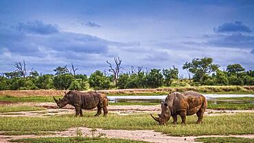 Two Southern white rhinoceros (Ceratotherium simum simum) in wide angle view in Hlane royal National park, Swaziland scenery