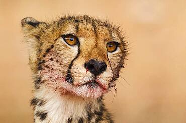 Cheetah (Acinonyx jubatus). Subadult female. Has been feeding on a springbok (Antidorcas marsupialis). Kalahari Desert, Kgalagadi Transfrontier Park, South Africa.