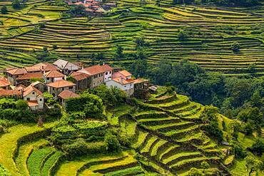 Terraced Crops in the Sistelo Region, Peneda-Ger?s National Park, Northern Portugal