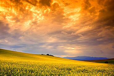 Sunset in the Rapeseed planting fields, el Casar, Castilla la Mancha, Spain