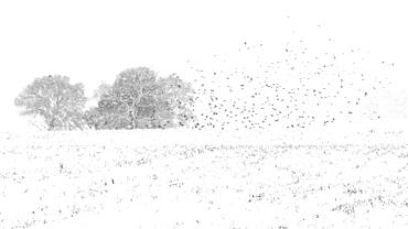 Common starling (Sturnus vulgaris) group flying in winter under snow, Yebes, Valdenazar, Spain