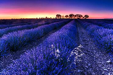 Lavender (Lavandula officinalis) fields at sunrise, Brihuega, Spain