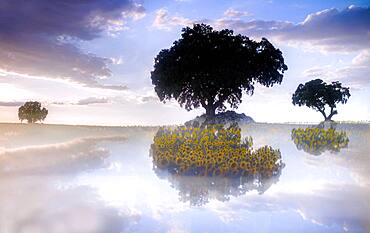 reflections of sunflower fields and holm oaks at sunset. summer sunflower yebes valdenazar guadalajara spain