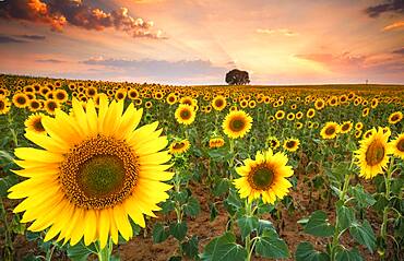 Sunset in the sunflower fields of the Mancha in summer, Yebes, Valdenazar, Guadalajara, Spain