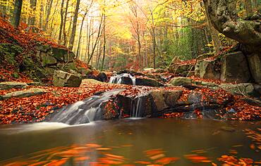 Fog in the corner of fairies beech in autumn, Montseny, Catalu?a, Spain