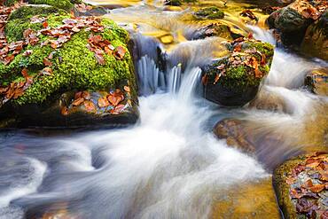 Colourwater of leaves in Reserve of Muniellos spring, Cangas de Narcea Muniellos beech asturies spain