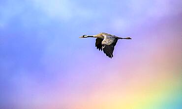 Common crane (Grus grus) going through the rainbow storm, Valdenazar, Yebes, Guadalajara, Spain