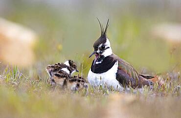 Northern lapwing (Vanellus vanellus) female with her young in spring, puebla de Bele?a, Guadalajara, Spain