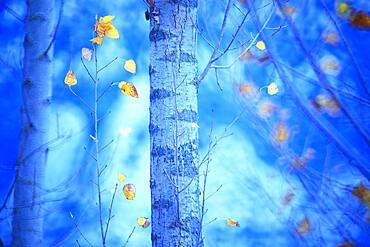 Color of tree in autumn, Yebes, Castilla la Mancha, Spain