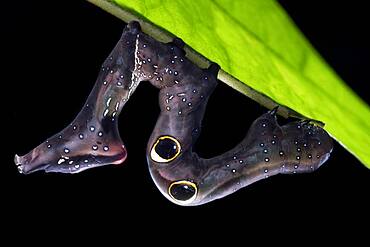 Eudocima phalonia, fruit piercing moth caterpillar showing fake eyespot to deter predator, Malaysia