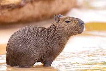 Capybara (Hydrochaeris hydrochaeris) the largest rodent in the world, Pantanal area, Mato Grosso, Brazil