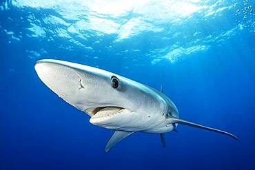 Blue shark (Prionace glauca) Pico Island, Azores, Portugal, Atlantic Ocean