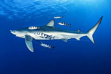 Blue shark (Prionace glauca) with fishing hook and Pilot fish (Naucrates ductor), Pico Island, Azores, Portugal, Atlantic Ocean