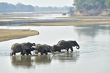 African Savannah Elephants (Loxodonta africana africana) herd crossing the Luangwa River to go to South Luangwa National Park, Zambia