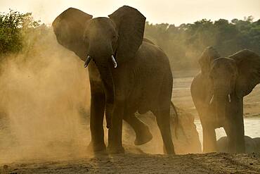 African savannah elephant (Loxodonta africana africana) coming to cross the Luangwa river at dawn, South Luangwa NP, Zambia