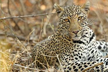 Portrait of Leopard (Panthera pardus), 6 months old, South Luangwa NP, Zambia