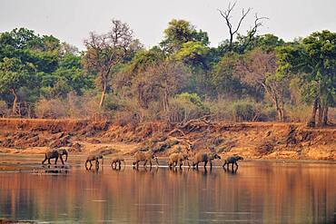 Landscape of South Luangwa NP with African Savannah Elephants (Loxodonta africana africana) crossing an arm of the Luangwa River, Zambia