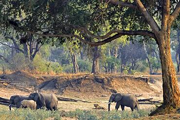 Landscape of South Luangwa NP with African Savannah Elephants (Loxodonta africana africana) and a lion (Panthera leo), Zambia