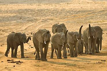 Family of African Savannah Elephants (Loxodonta africana africana), elephants raise their tubes to better sense and identify silhouettes in the distance, South Luangwa NP, Zambia