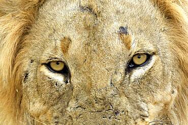 Lion's Look (Panthera leo), South Luangwa NP, Zambia