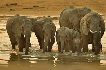 Family of African Savannah Elephants (Loxodonta africana africana) at dawn, each morning they cross the Luangwap river to join South Luangwa NP, Zambia