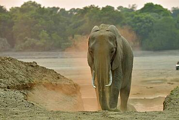 African savannah elephant (Loxodonta africana africana) sprinkling sand after crossing the Luangwa River at dawn, South Luangwa NP, Zambia