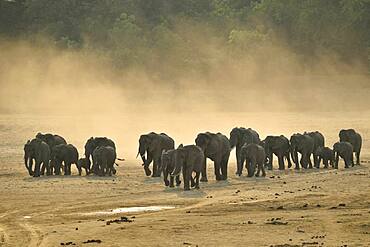 Family of African Savannah Elephants (Loxodonta africana africana) going to cross the Luangwa River, Zambia