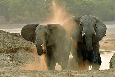 African savannah elephants (Loxodonta africana africana). They have just crossed the Luangwa River to reach the forests of South Luangwa NP, Zambia