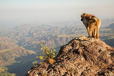 Gelada (Theropithecus gelada) on rock looking at the valley, Siemen Mountains, Ethiopia