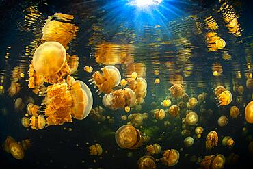 Black water and Jellyfish (Mastigias papua) of Lenmakana lake. This lake is isolated from the rest of the ocean by ramparts several tens of meters high. It is connected to the ocean by terrestrial channels but it prevents the entry and exit of living organisms. These jellyfish have therefore found refuge in what is for them a haven of peace. They have proliferated to reach millions of people. Misool, Rajat Ampat, Indonesia