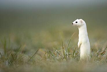 Ermine (Mustela erminea) in winter coat, in meadows, Vaud, Switzerland