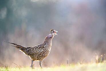 Female Pheasant (Phasianus colchicus), Slovakia *** Local Caption *** I took this picture early morning.