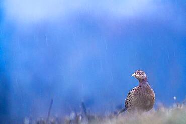 Female Pheasant (Phasianus colchicus), Slovakia *** Local Caption *** I took this picture early morning.