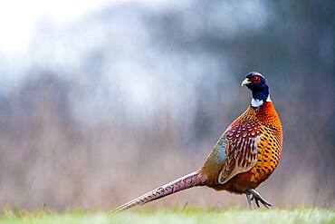 Male Pheasant (Phasianus colchicus), Slovakia *** Local Caption *** I took this picture early morning.