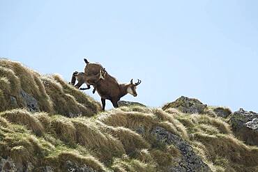 Alpine Chamois (Rupicapra rupicapra) with young, PN Mercantour, Alps, France