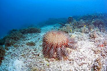 Crown-of-thorns sea star (Acanthaster planci) on dead coral. Heron Island. Great Barrier Reef. Queensland. Autralia.