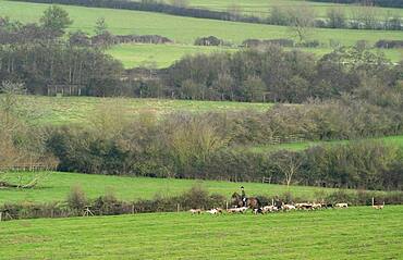 Bicester hunt trail hunting, Oxfordshire, England