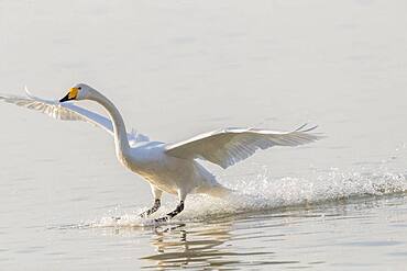 Whooper swan (Cygnus cygnus) landing on water, Sanmenxia, Henan ptovince, China