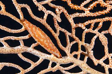 Brown-Tipped Spindel Cowrie (Pellasimnia brunneiterma) on sea fan, Misool, Raja Ampat, Indonesia