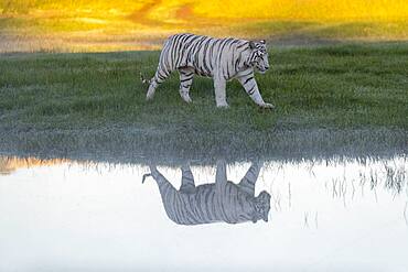 Asian (Bengal) Tiger (Panthera tigris tigris), White tiger, adult female near by a swamp, Private reserve, South Africa (Captive)