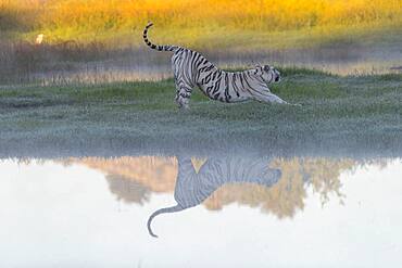 Asian (Bengal) Tiger (Panthera tigris tigris), White tiger, adult female near by a swamp, Private reserve, South Africa (Captive)